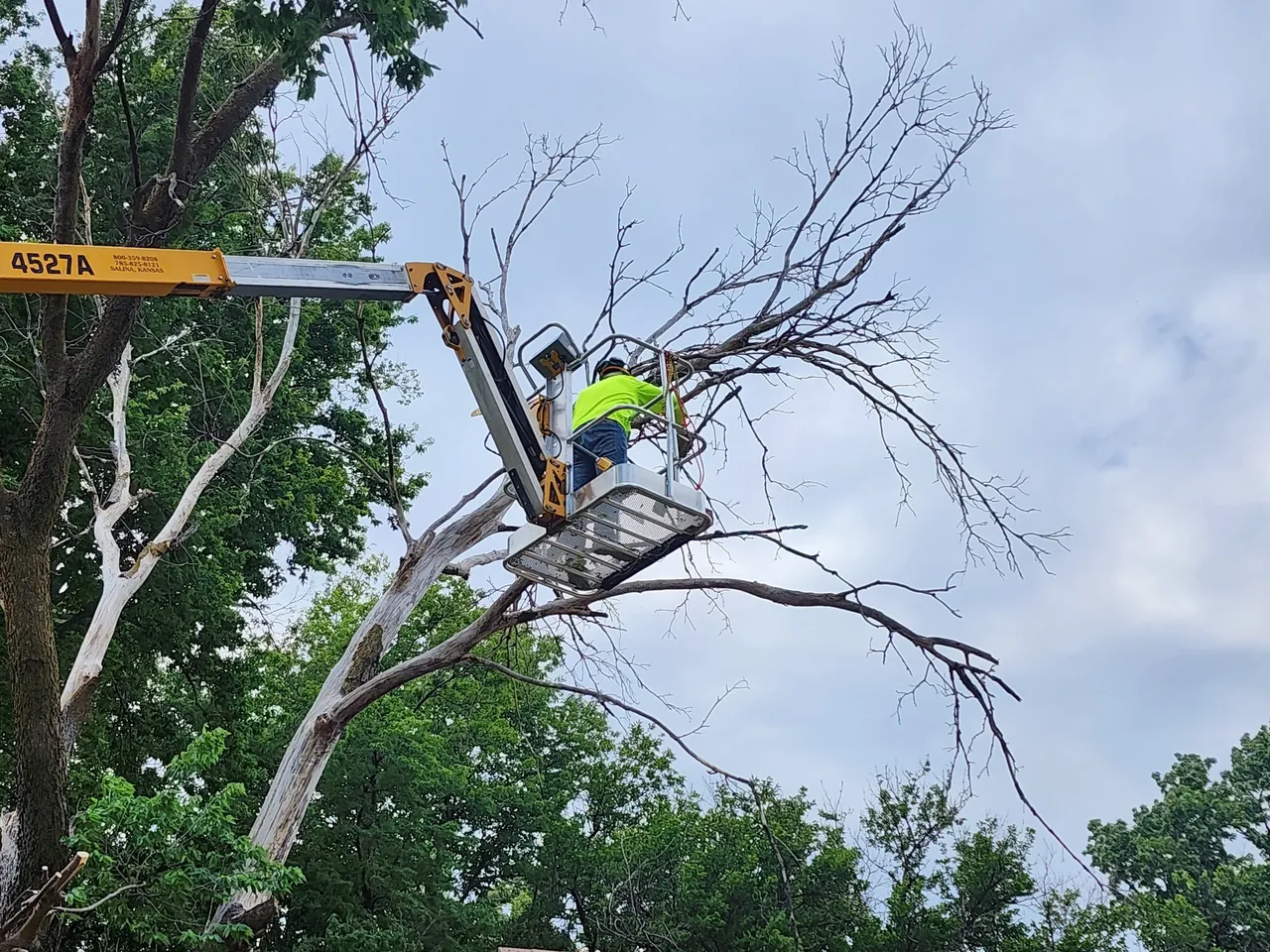 Signs Your Property Needs Urgent Tree Removal