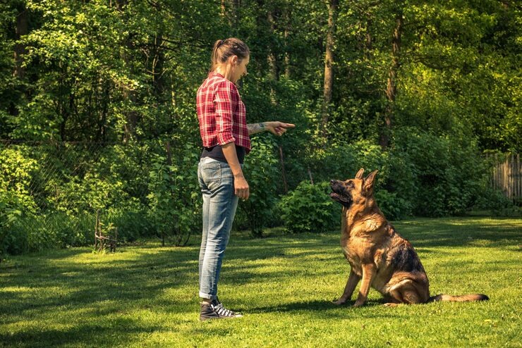 Puppy Training That Builds Confidence from Day One